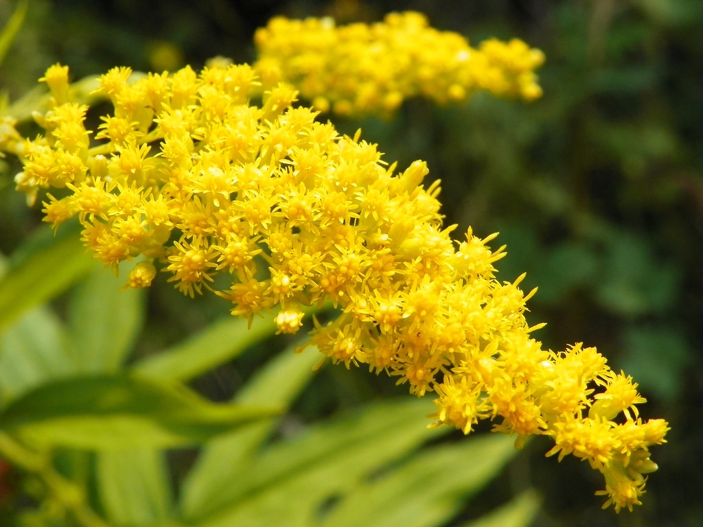 Celik kanadský (Solidago canadensis)​