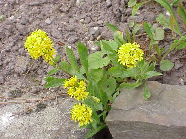 Solidago virgaurea (Celik zlatobýl)​