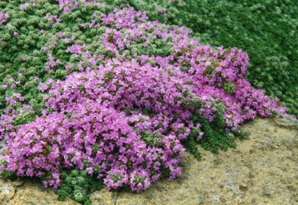 Mateřídouška 3 Mateřídouška plstnatá (Thymus pseudolanuginosus) s bělovlnatě chlupatými listy tvořící nízký koberec