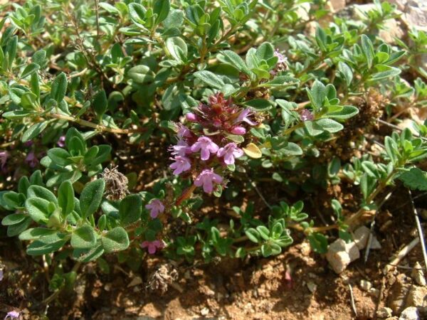 Mateřídouška 4 Kvetoucí mateřídouška obecná (Thymus serpyllum) tvoří na slunném svahu růžový koberec