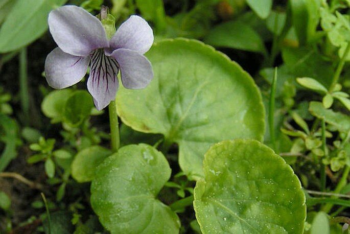 Maceška 4 Violka bahenní (Viola palustris)