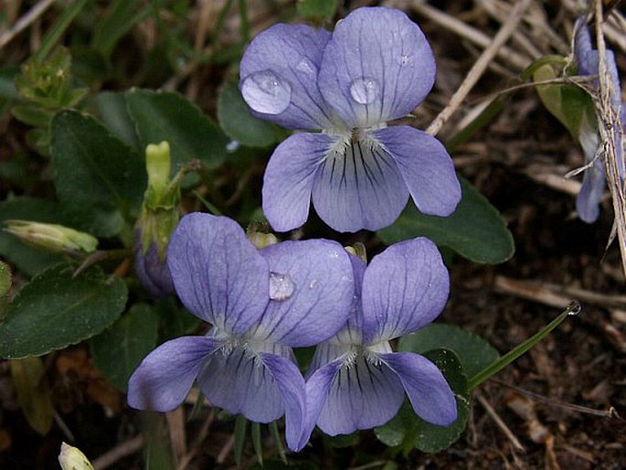 Maceška 2 Violka psí (Viola canina)