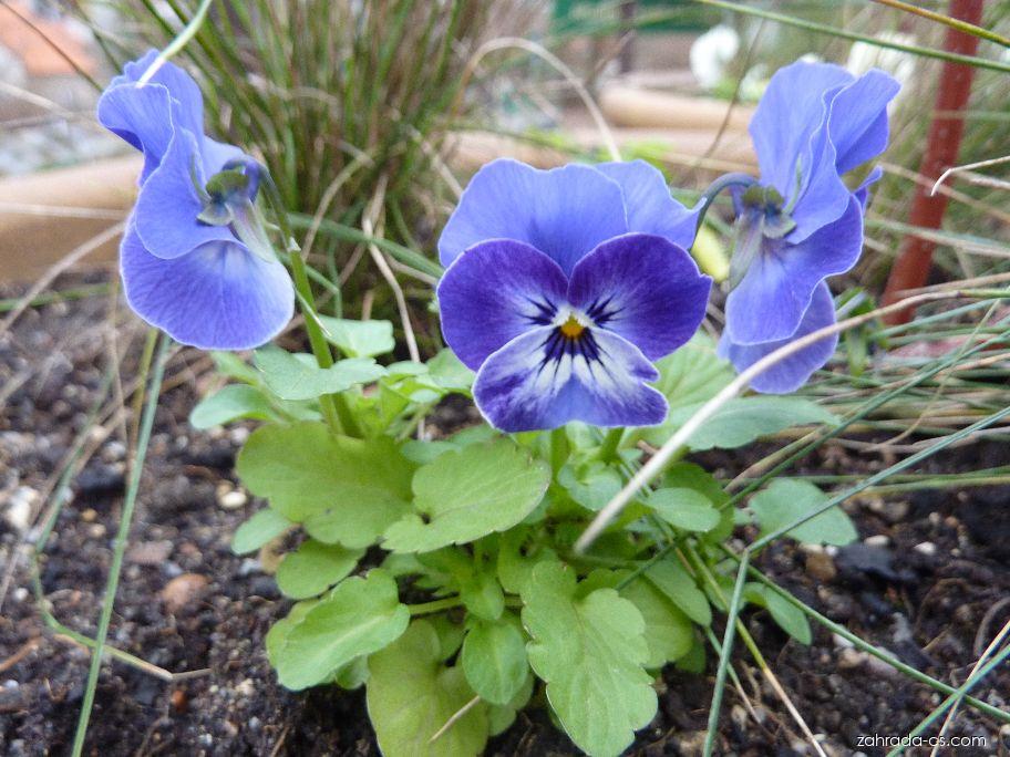Maceška 6 Violka rohatá 'Blaue Schönheit'