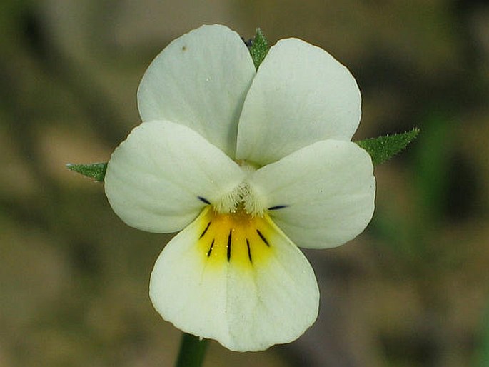 Maceška 1 Violka rolní (Viola arvensis)
