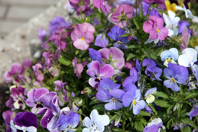 Maceška 5 Violka trojbarevná (Viola tricolor)
