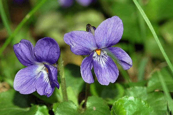 Maceška 3 Violka vonná (Viola odorata)