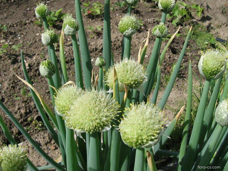 Zimní cibule (Allium fistulosum)