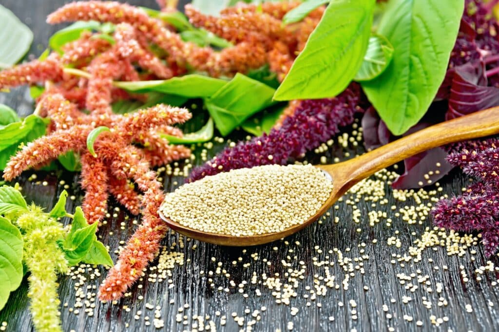 Cremefarbene Amaranth-Samen in einem Holzlöffel auf dunklem Brett zwischen Blütenständen