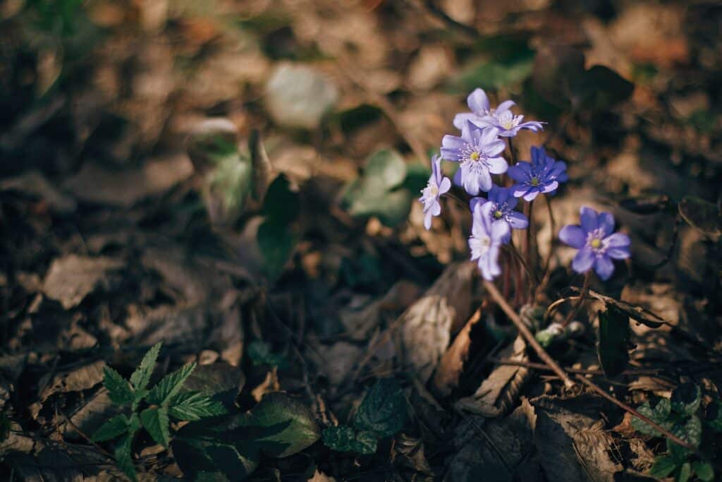 Beautiful purple flower hepatica nobilis in sunny spring woods