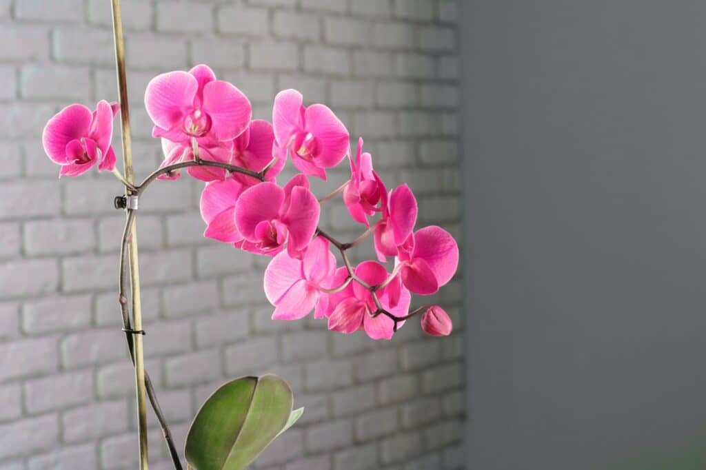 Jak odstranit červce z orchidejí