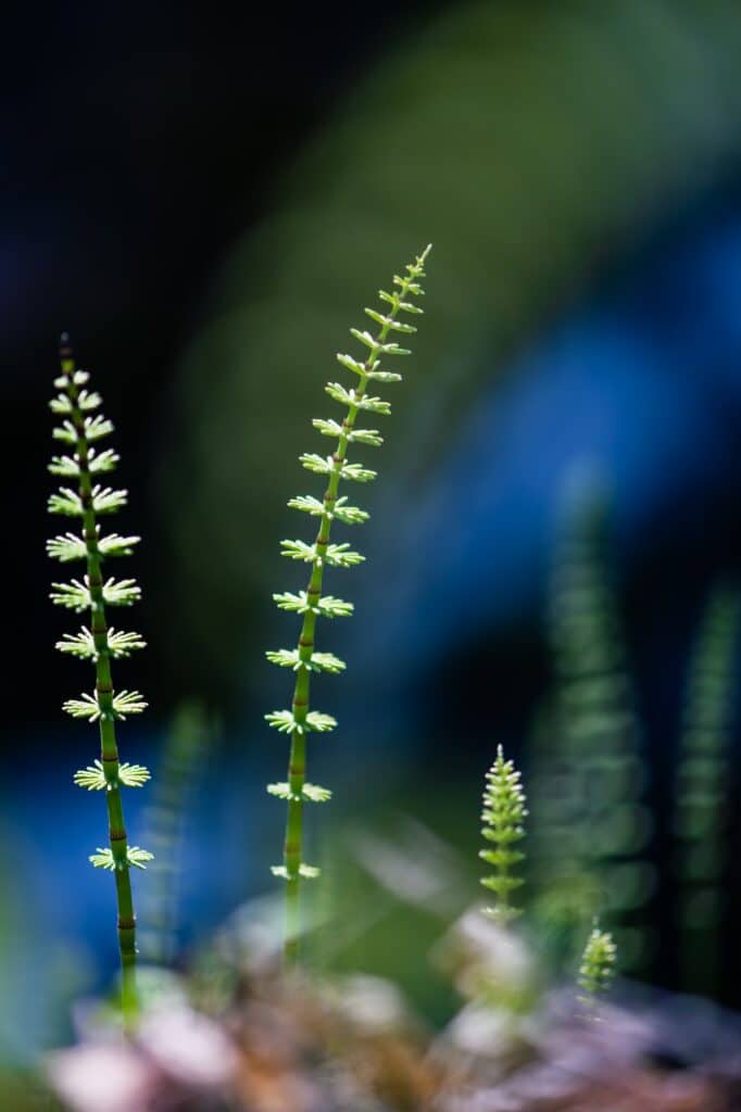 Beautiful shot of the horsetail sprouts in the garden - perfect for background