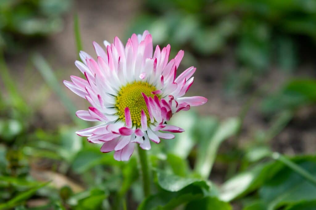 Bellis perennis or comon lawn daisy flowering in the lawn in spring