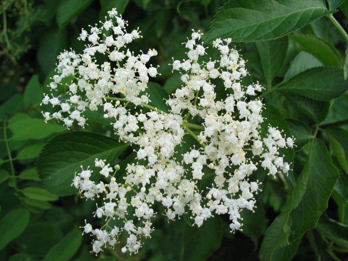 Sambucus nigra - bez čený