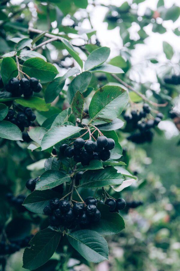 Aroniastrauch mit Büscheln reifer dunkler Beeren im Garten