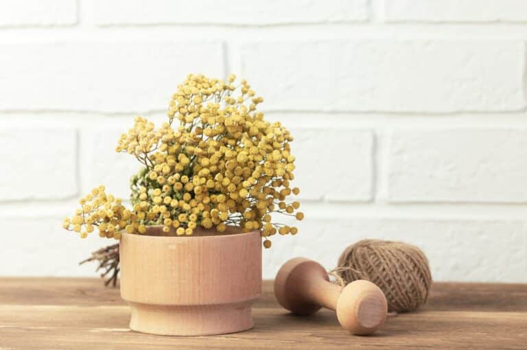 Sušený vratič obyčajný (Tanacetum vulgare) v drevenom mažiari