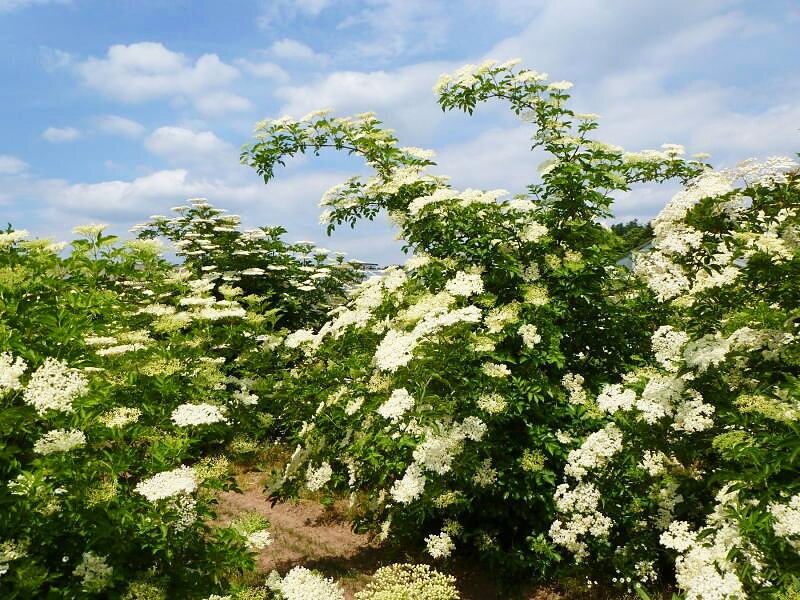 Bez černý, Sambucus nigra haschberg