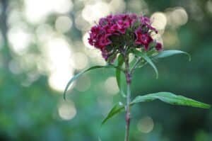 Dichte Blütendolde aus kleinen Blüten der Bartnelke (Dianthus barbatus)