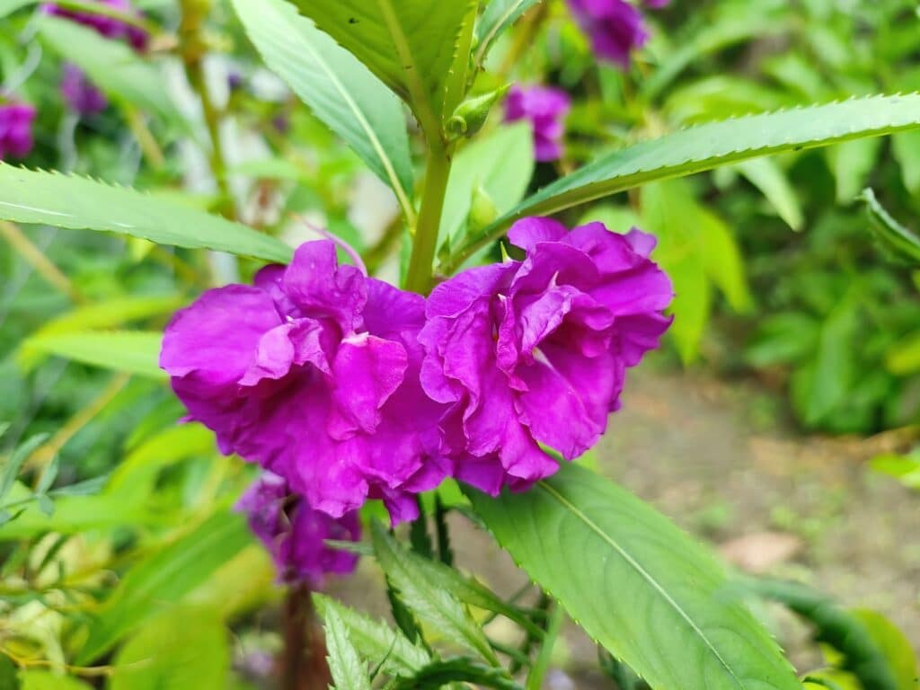 Closeup of a purple Impatiens balsamina flower
