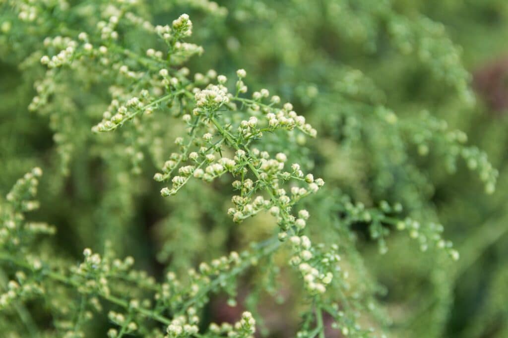 Pelyněk roční Artemisia annua