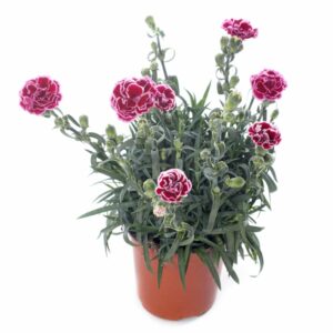 Gefüllte Blüte der Gartennelke (Dianthus caryophyllus)