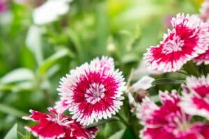 Nelkenblüte mit fünfzähliger Symmetrie und gezähnten Kronblättern