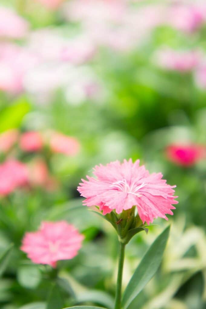 Dianthus flower , flower blossom in the garden , beautiful colorful flowers