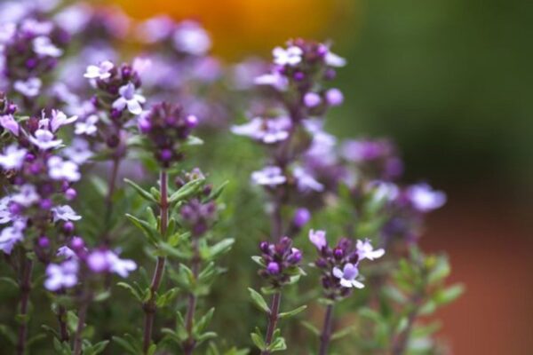 Mateřídouška 5 Tymián obecný (Thymus vulgaris) s drobnými kopinatými listy jako kuchyňské koření na slunném místě