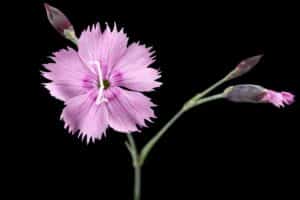 Heidenelke (Dianthus deltoides) mit dunklem Ring auf den Kronblättern