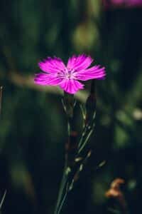 Rosa Nelkenblüte in Nahaufnahme