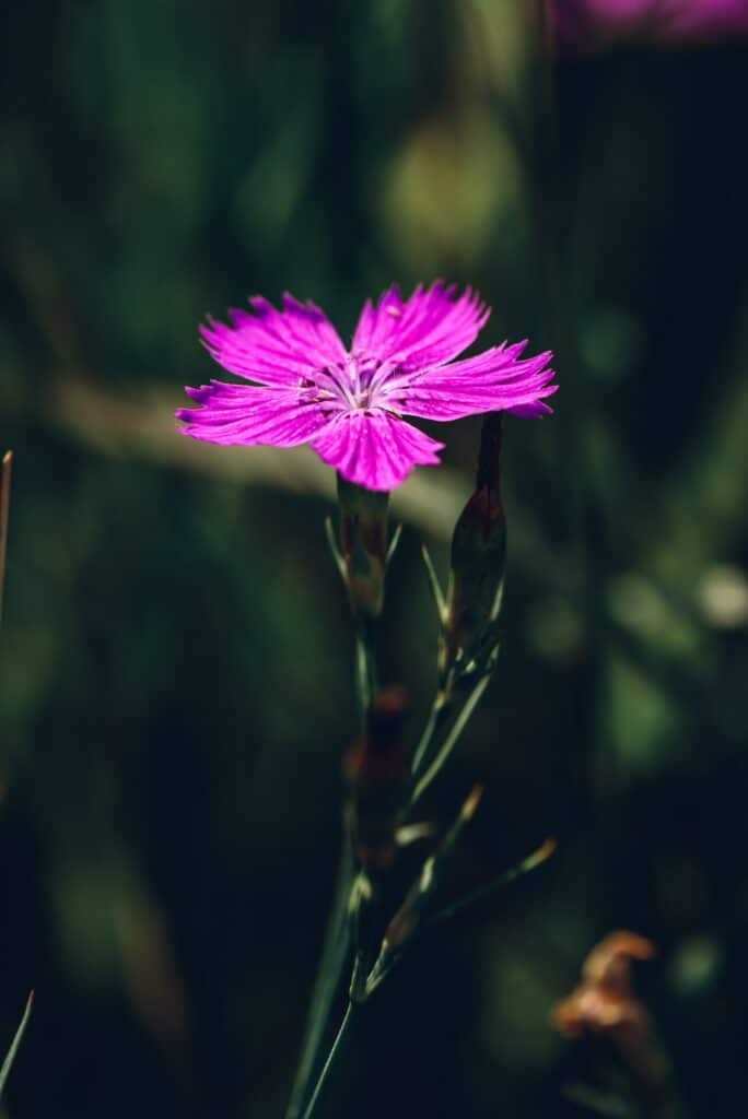 Flower of pink dianthus
