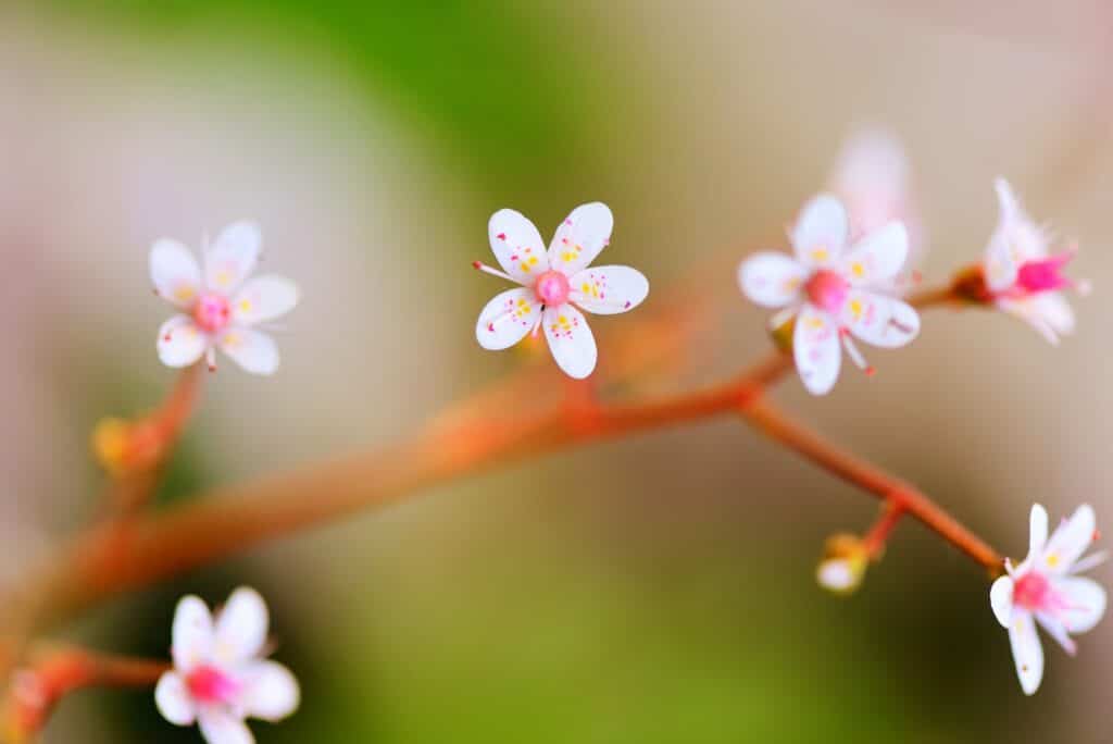 Lomikámen květy Saxifraga