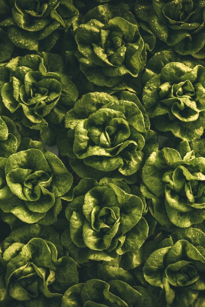 Kyselina listová v zelenině - salát