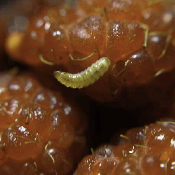 Larva vrtule třešňové