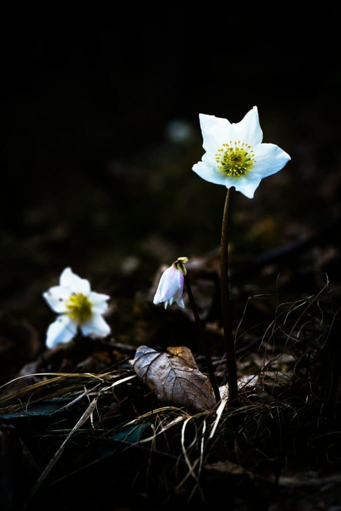 Helleborus niger white flower