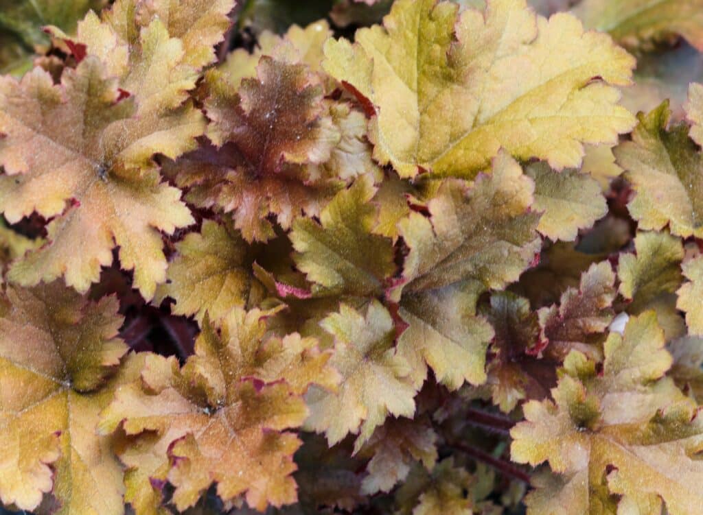 Dlužicha (Heuchera)