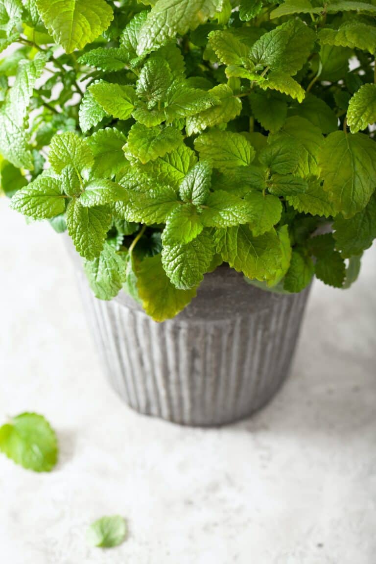 Medovka lekárska (Melissa officinalis) pestovaná v kvetináči