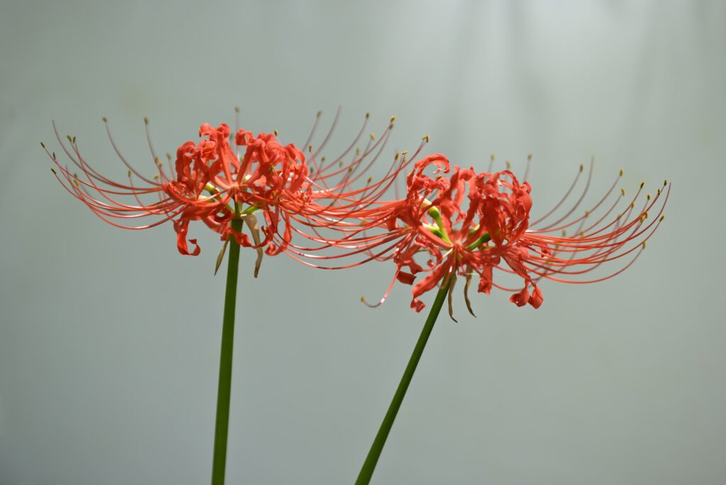 Lycoris radiata, red spider, red magic, hurricane lily, equinox flower plant in the amaryllis family