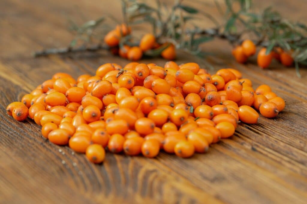 Many sea buckthorn, hippophae rhamnoides, berries on wooden table
