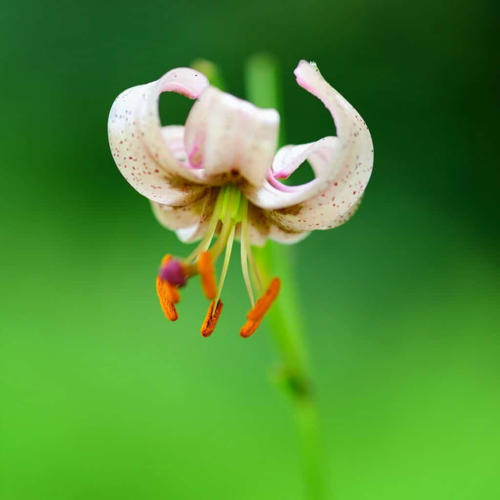 Martagon lily (Lilium martagon) flower closeup