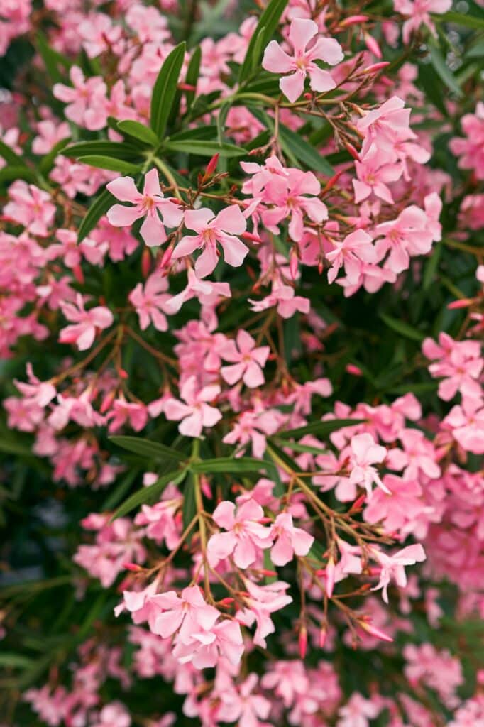 Phlox bushes bloom pink. Close-up