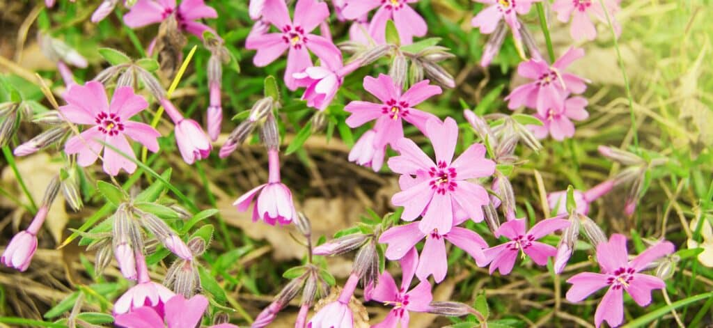 Phlox subulata, Phlox pink Flowers in the garden in summer in sunlight, floral background