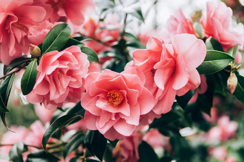 kyselomilné rostliny Kamélie Camellia pink