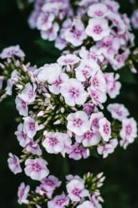 Ružové súkvetie floxu metlinatého (Phlox paniculata)