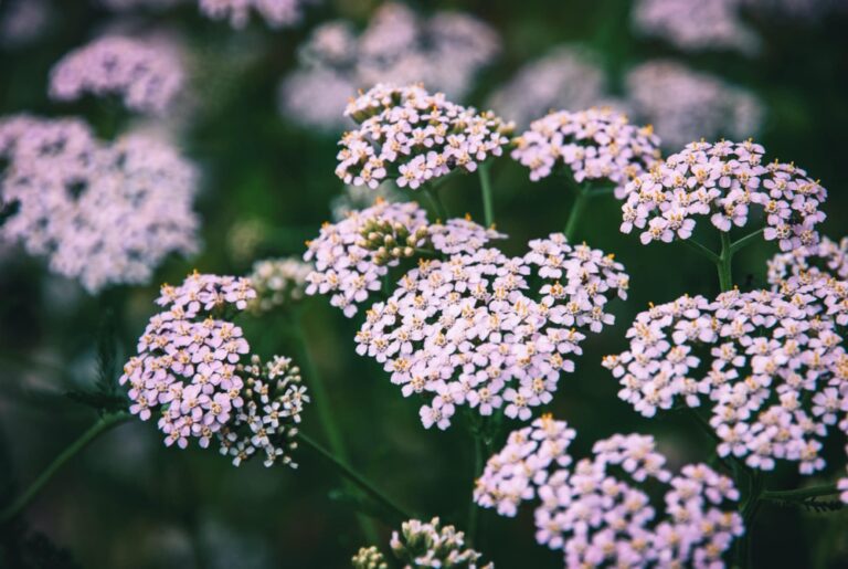 Rebríček obyčajný (Achillea millefolium) — ploché chocholíky drobných bielych až naružovelých úborov