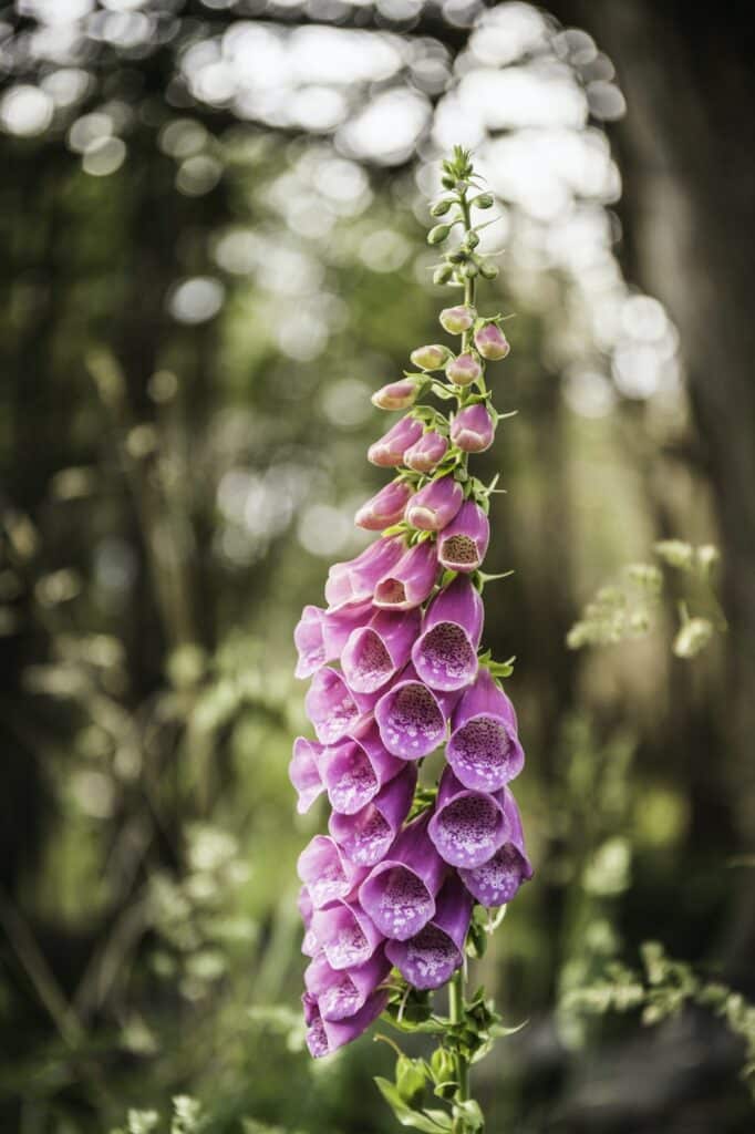 Purple foxglove flowers in woodland, Torres del Paine National Park, Chile