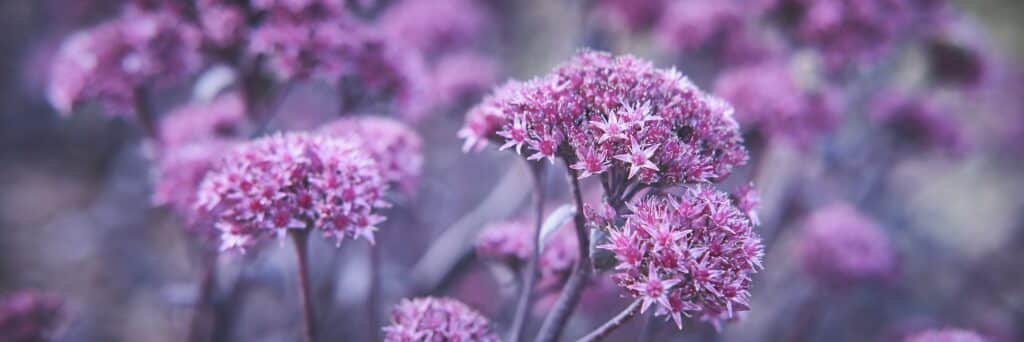 Purple Sedum, floral background