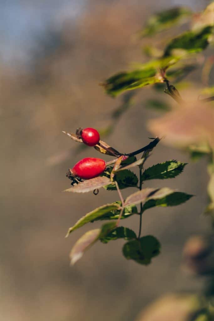 Ripe wild rose hips in autumn season