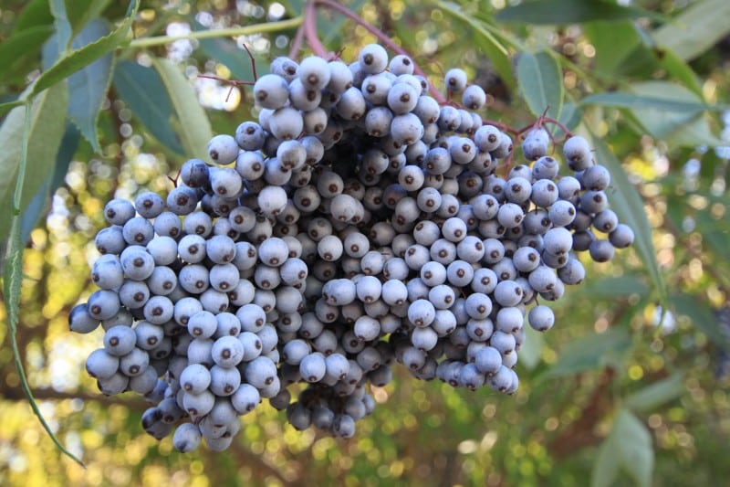 Sambucus caerulea ​