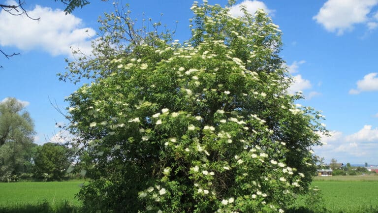 Sambucus nigra - bez čený