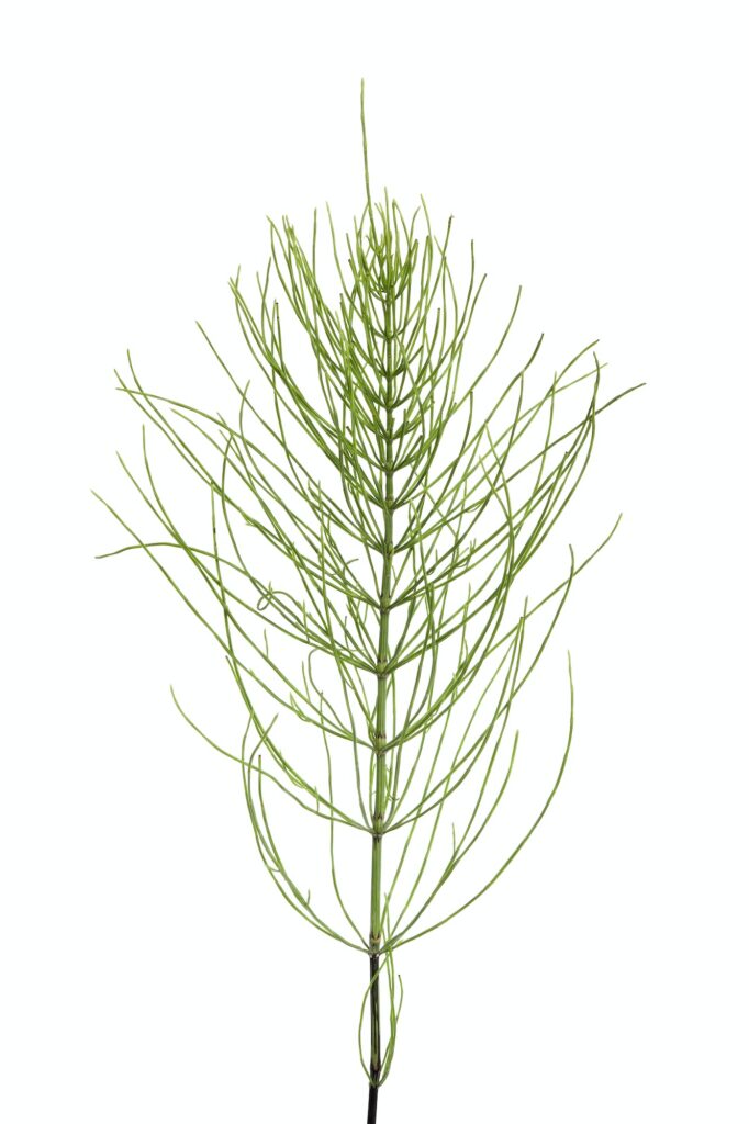 Sprig of field horsetail